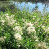 2309F 131 Aisch Radweg